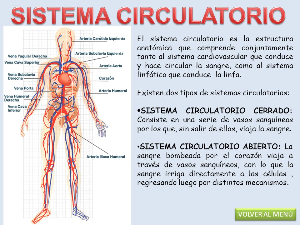 definición de la estructura del sistema circulatorio