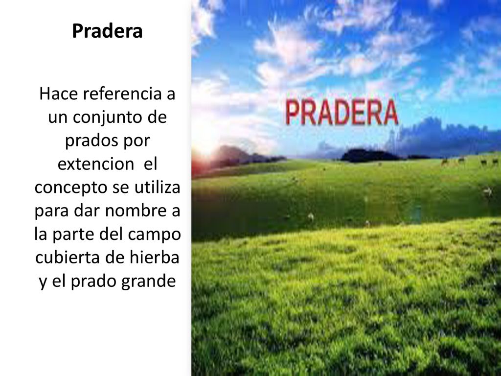 Pradera Hace referencia a un conjunto de prados por extencion el concepto  se utiliza para dar nombre a la parte del campo cubierta de hierba y el  prado. - ppt descargar