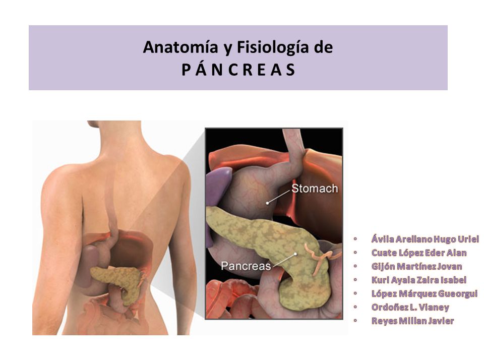 Anatomía y Fisiología de - ppt descargar