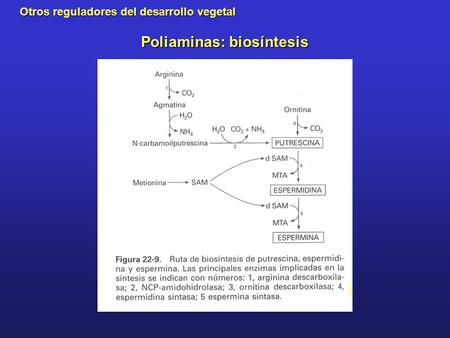 Poliaminas: biosíntesis