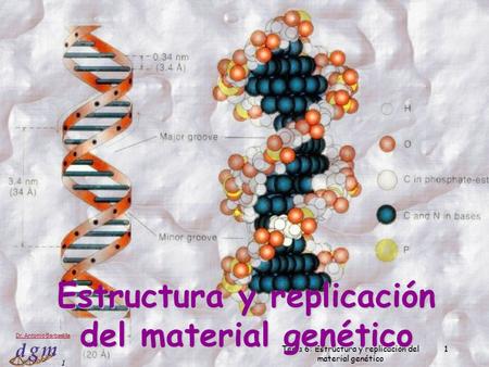 1 Dr. Antonio Barbadilla Tema 6: Estructura y replicación del material genético 1 Estructura y replicación del material genético.