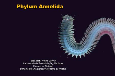 Phylum Annelida Biól. Raúl Rojas García