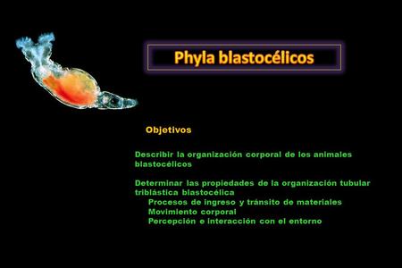 Objetivos Describir la organización corporal de los animales blastocélicos Determinar las propiedades de la organización tubular triblástica blastocélica.