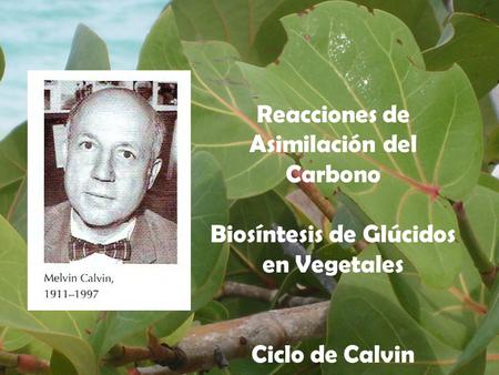 Asimilación del Carbono