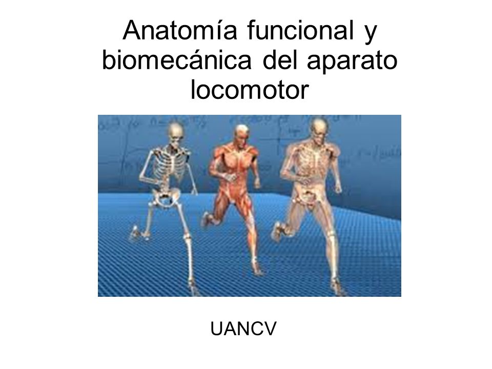 Anatomía funcional y biomecánica del aparato locomotor UANCV. - ppt  descargar