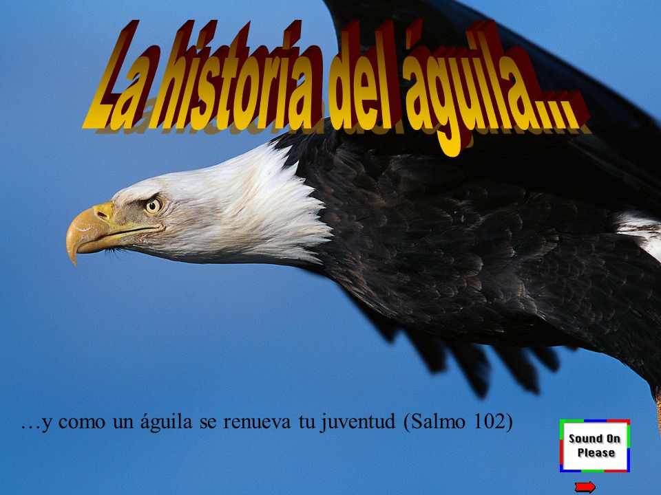 La historia del águila... …y como un águila se renueva tu juventud (Salmo  102) - ppt descargar