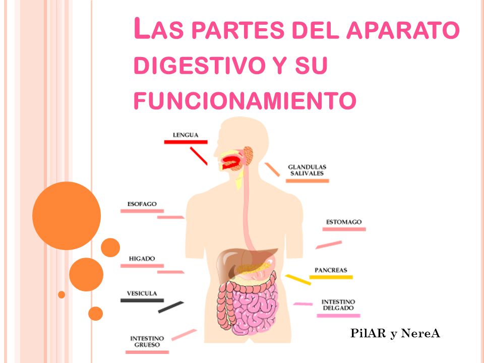 Las partes del aparato digestivo y su funcionamiento - ppt video online  descargar