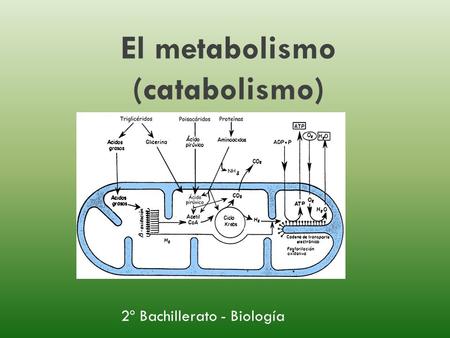 El metabolismo (catabolismo)