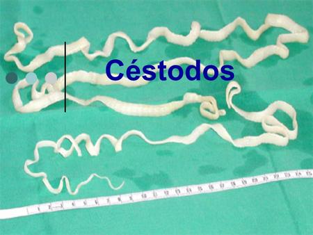 Céstodos.