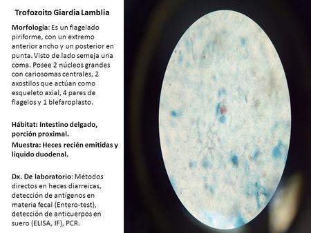 Trofozoito Giardia Lamblia