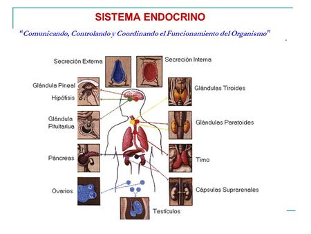“Comunicando, Controlando y Coordinando el Funcionamiento del Organismo” SISTEMA ENDOCRINO.