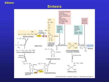 Etileno Síntesis PP22010.jpg.