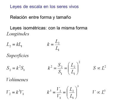 Leyes de escala en los seres vivos