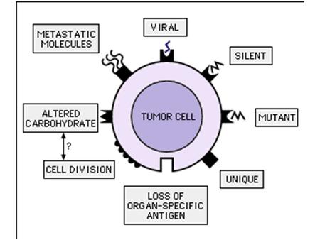 Tumores causados por virus: virus oncogénicos EBV HTLV-1 papiloma MHC-péptido estimula a linfocitos T........................