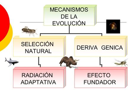 SELECCIÓN NATURAL PUNTOS PRINCIPALES Todas las especies de seres vivos tienen la capacidad de dar origen, a través de su proceso de reproducción, a mayor.