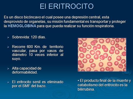 El ERITROCITO Es un disco bicóncavo el cual posee una depresión central, esta desprovisto de organelas, su misión fundamental es transportar y proteger.