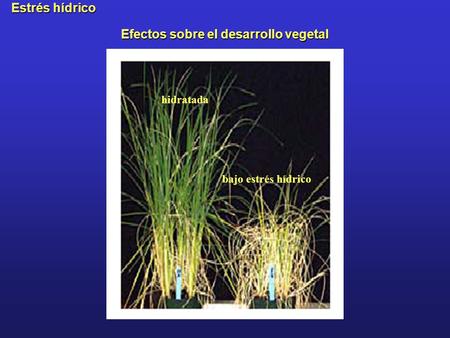 Efectos sobre el desarrollo vegetal