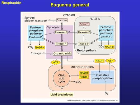 Esquema general PP11010.jpg.