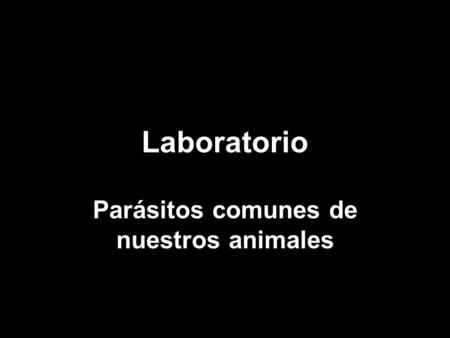 Laboratorio Parásitos comunes de nuestros animales.
