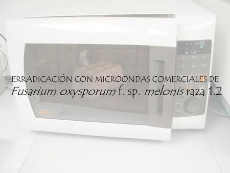 Fusarium oxysporum f. sp. melonis raza 1.2