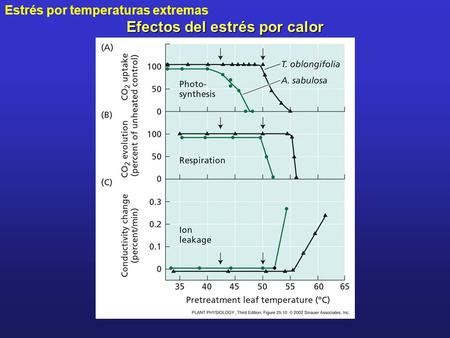 Estrés por temperaturas extremas Efectos del estrés por calor.