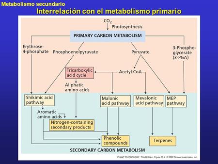 Interrelación con el metabolismo primario