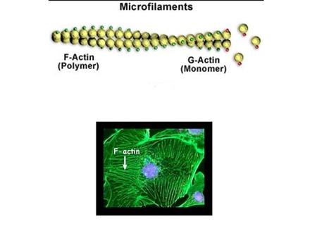 Microtubulos Los microtùbulos son tubos cilíndricos de nm en diámetro. Están compuestos de subunidades de la proteína tubulina, estas subunidades.