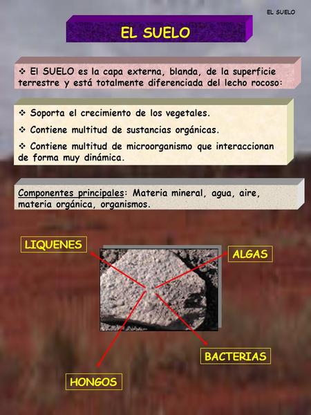 EL SUELO LIQUENES ALGAS BACTERIAS HONGOS