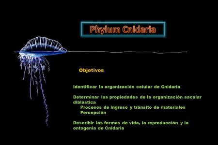 Phylum Cnidaria Objetivos