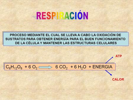 RESPIRACIÓN C6H12O6 + 6 O2 6 CO2 + 6 H2O + ENERGIA