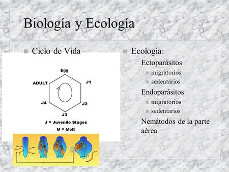Biología y Ecología Ciclo de Vida Ecología: Ectoparásitos