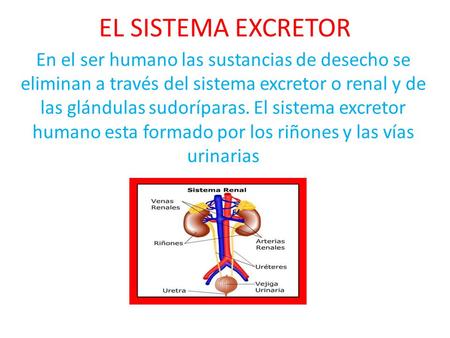EL SISTEMA EXCRETOR En el ser humano las sustancias de desecho se eliminan a través del sistema excretor o renal y de las glándulas sudoríparas. El sistema.