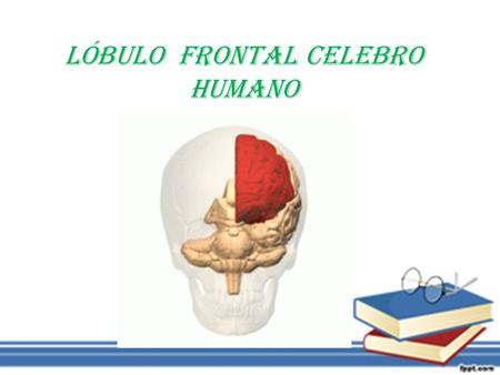 Lóbulo frontal celebro humano