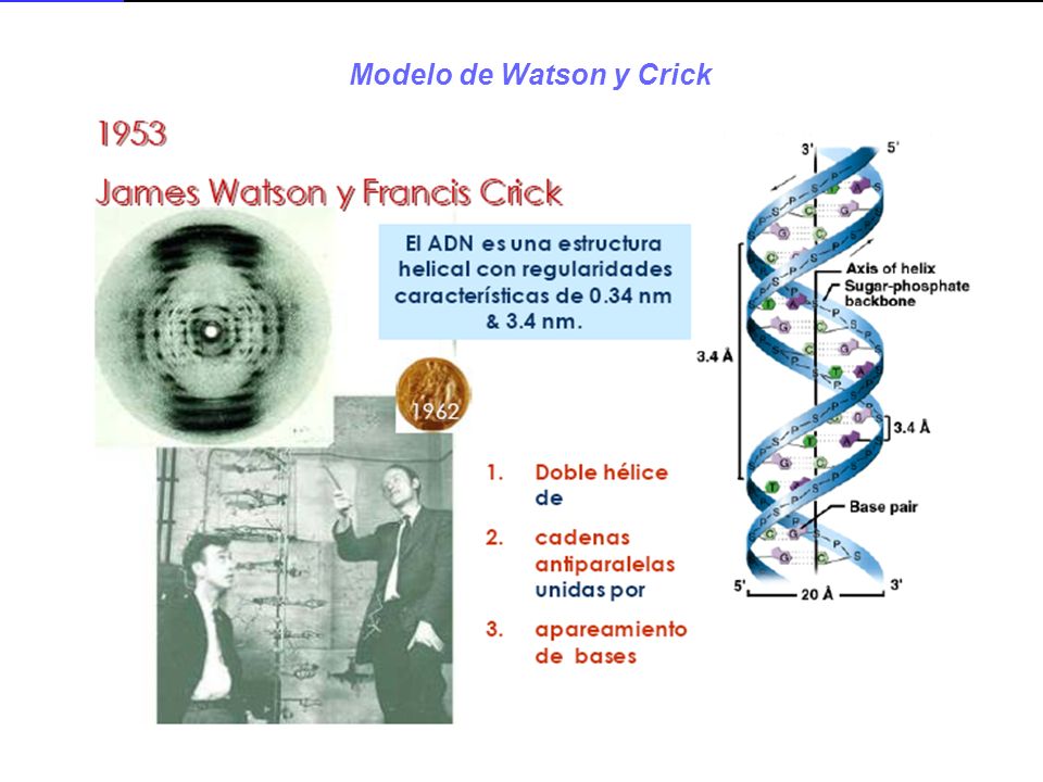 Modelo de Watson y Crick - ppt descargar