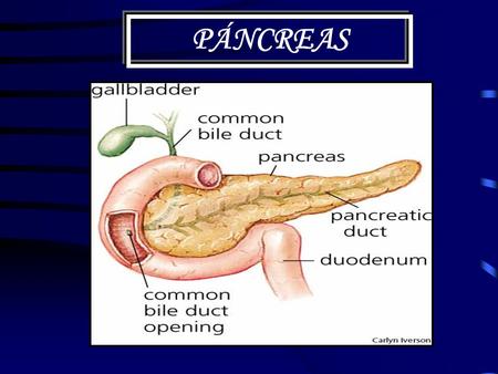 PÁNCREAS.