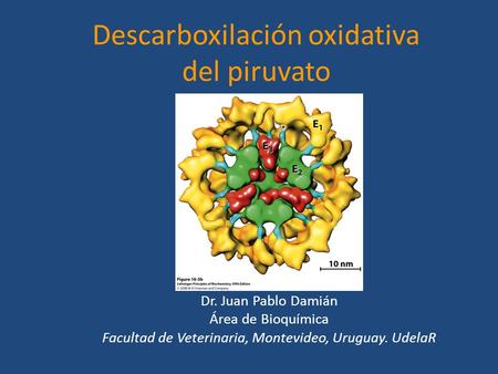 Descarboxilación oxidativa del piruvato