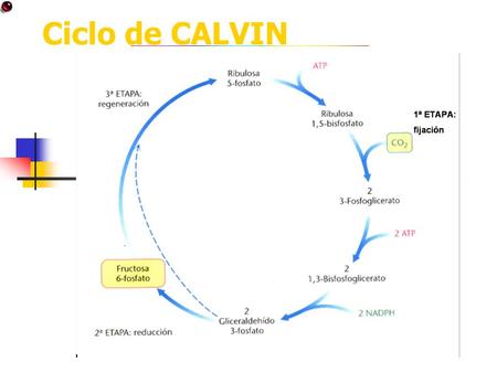 Ciclo de CALVIN.