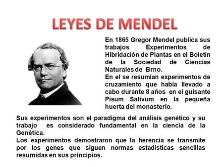 LEYES DE MENDEL En 1865 Gregor Mendel publica sus trabajos Experimentos de Hibridación de Plantas en el Boletín de la Sociedad de Ciencias Naturales de.