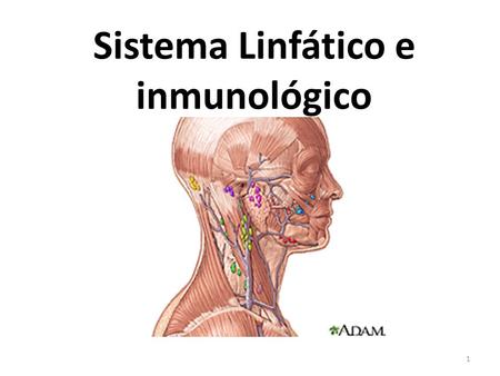 Sistema Linfático e inmunológico
