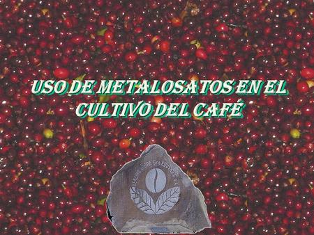 USO DE METALOSATOS EN EL CULTIVO DEL CAFÉ. PROGRAMA DE NUTRICION VIA SUELO N- P- K- Mg- Ca- B N- P- K- Mg- Ca- B VIA FOLIAR METALOSATO MULTIMINERAL METALOSATO.