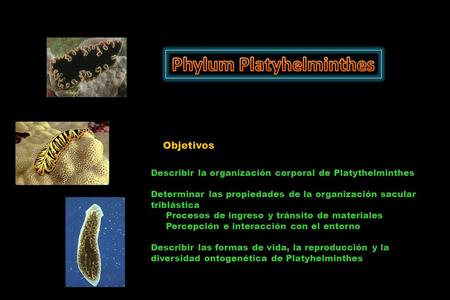 Objetivos Describir la organización corporal de Platythelminthes Determinar las propiedades de la organización sacular triblástica Procesos de ingreso.