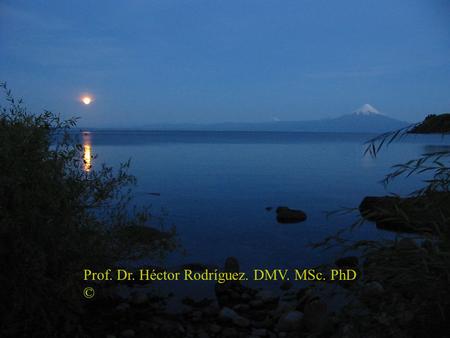 Prof. Dr. Héctor Rodríguez. DMV. MSc. PhD ©