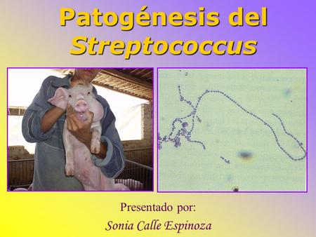 Patogénesis del Streptococcus