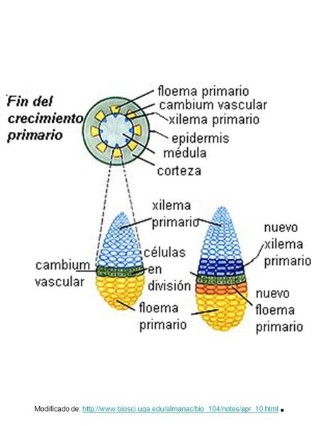 Modificado de:
