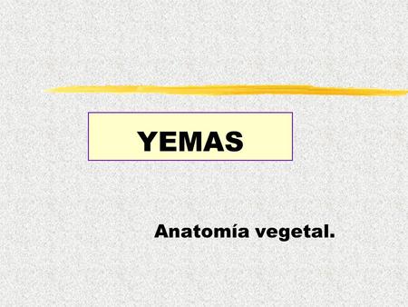 YEMAS Anatomía vegetal..