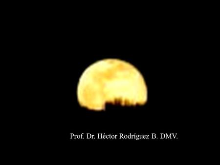 Prof. Dr. Héctor Rodríguez B. DMV.