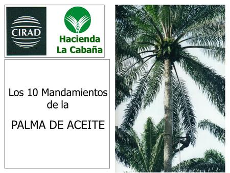 Hacienda La Cabaña Los 10 Mandamientos de la PALMA DE ACEITE.