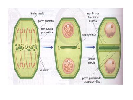 Citocinesis vegetal Para dividir éstas célula se forma una estructura en la línea media de la célula llamada fragmoplasto, compuesta por microtúbulos.