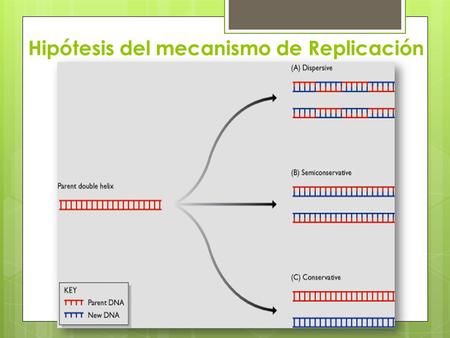 Hipótesis del mecanismo de Replicación.  Se mantenía DNA intacta, y una de DNA nueva. 1. Modelo conservativo: