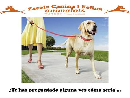 ¿Te has preguntado alguna vez cómo sería …. … pasear tranquilamente con tu perro?